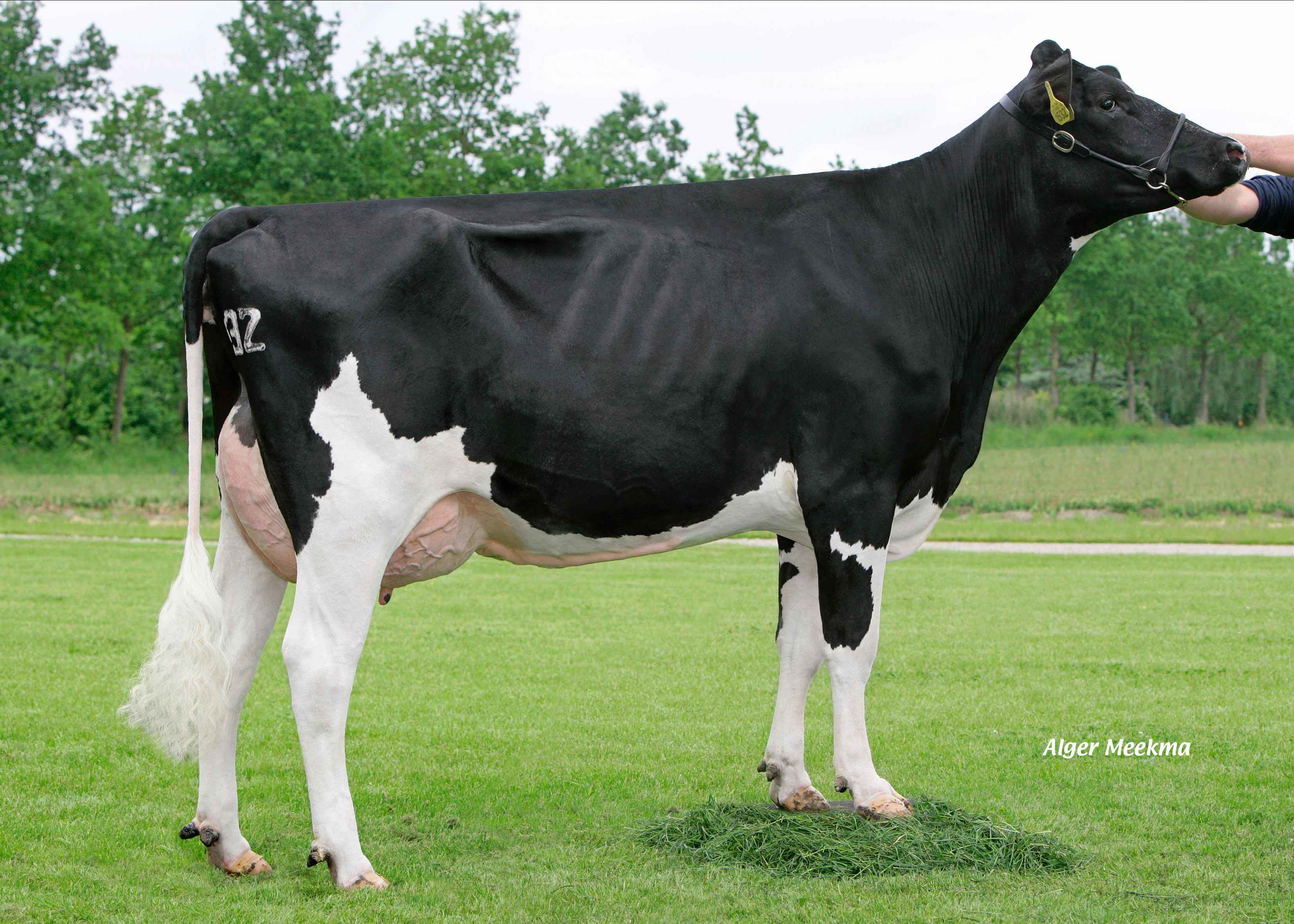 Newhouse Sneeker 422  (4th dam of Sturdy) Opname: Benthemmer Holsteins, Ens