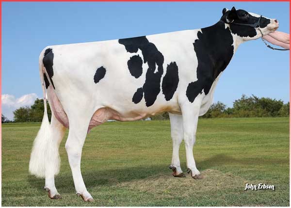 Plain-Knoll Legndry 1551-ET VG-86, MGD of Shifu