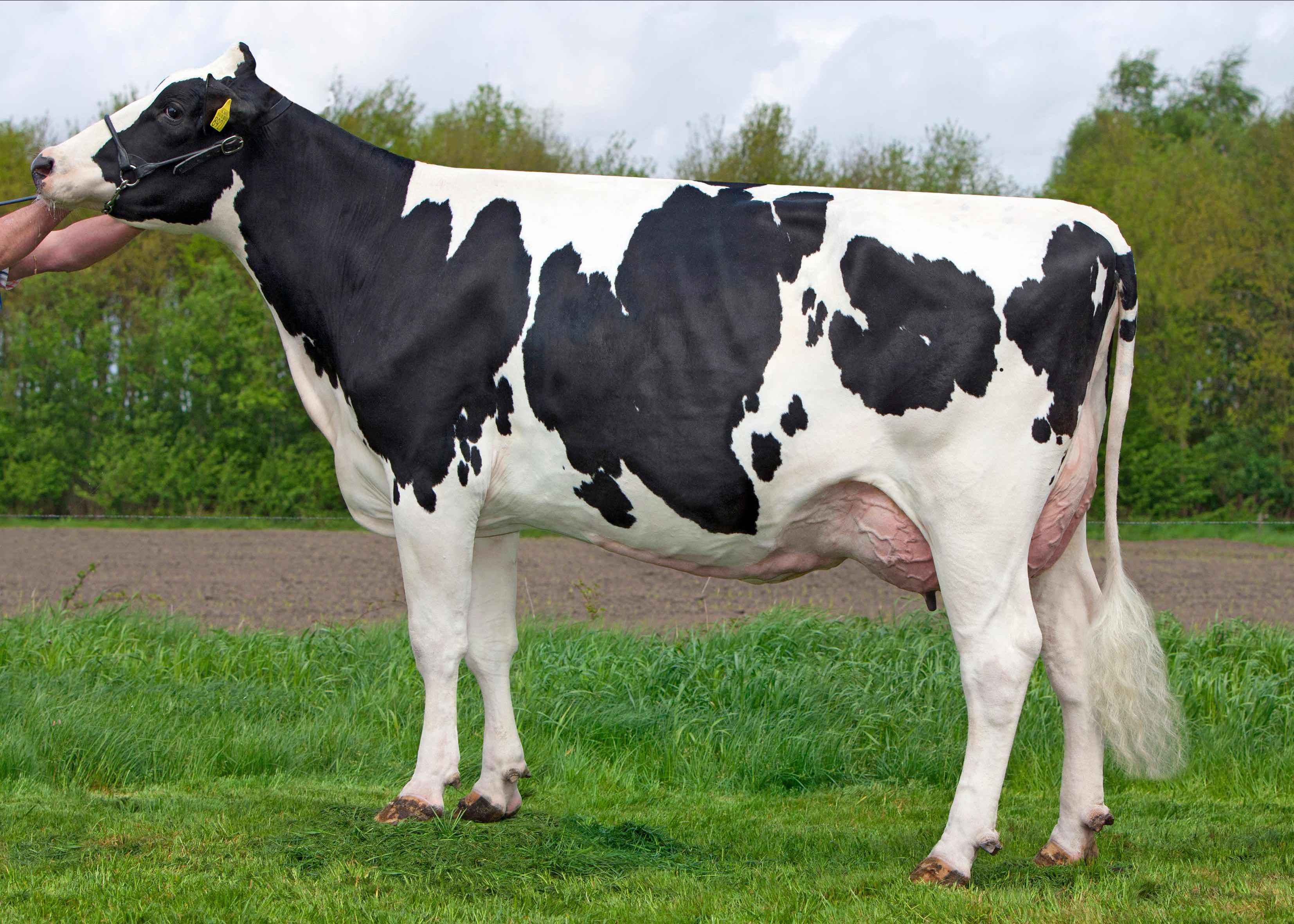 Delta Brooke (4th dam of Believer) owner: Dairy farm van Gastel, Nispen