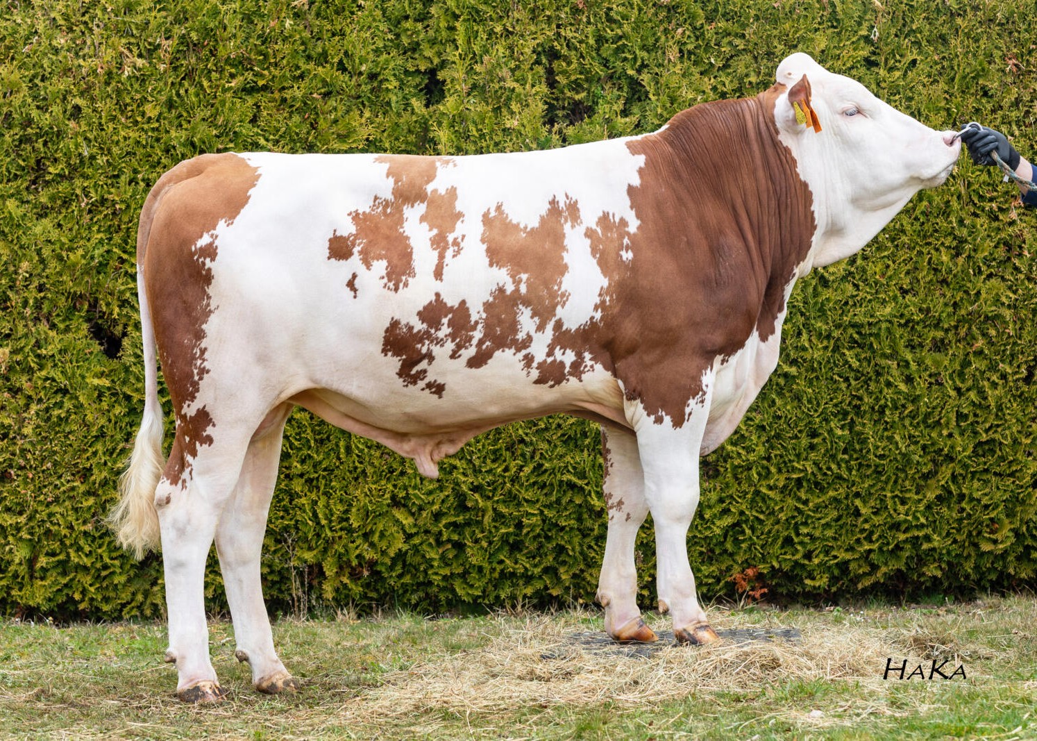 Wundalux, Breeder: Böhm GbR, Oppertshofen