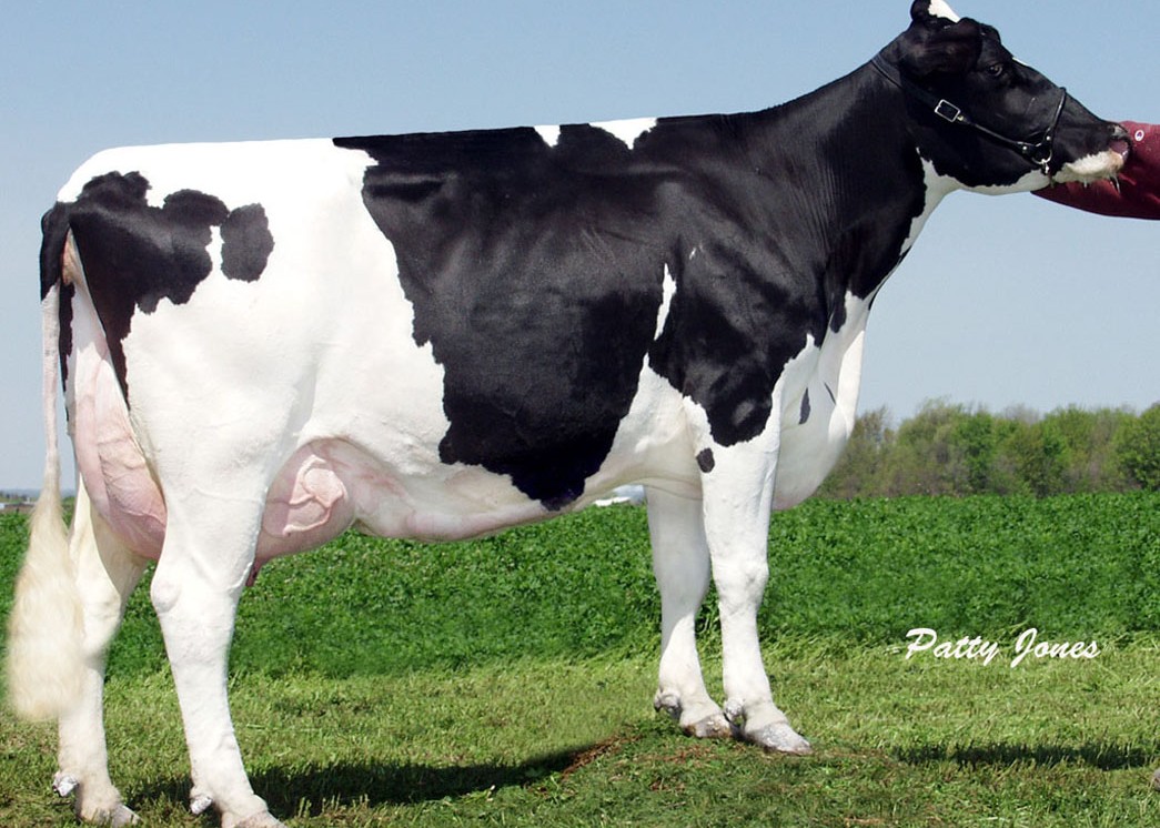 Milkworth Manfred Yadda VG-86 GMD DOM, 10th Dam of Luxe