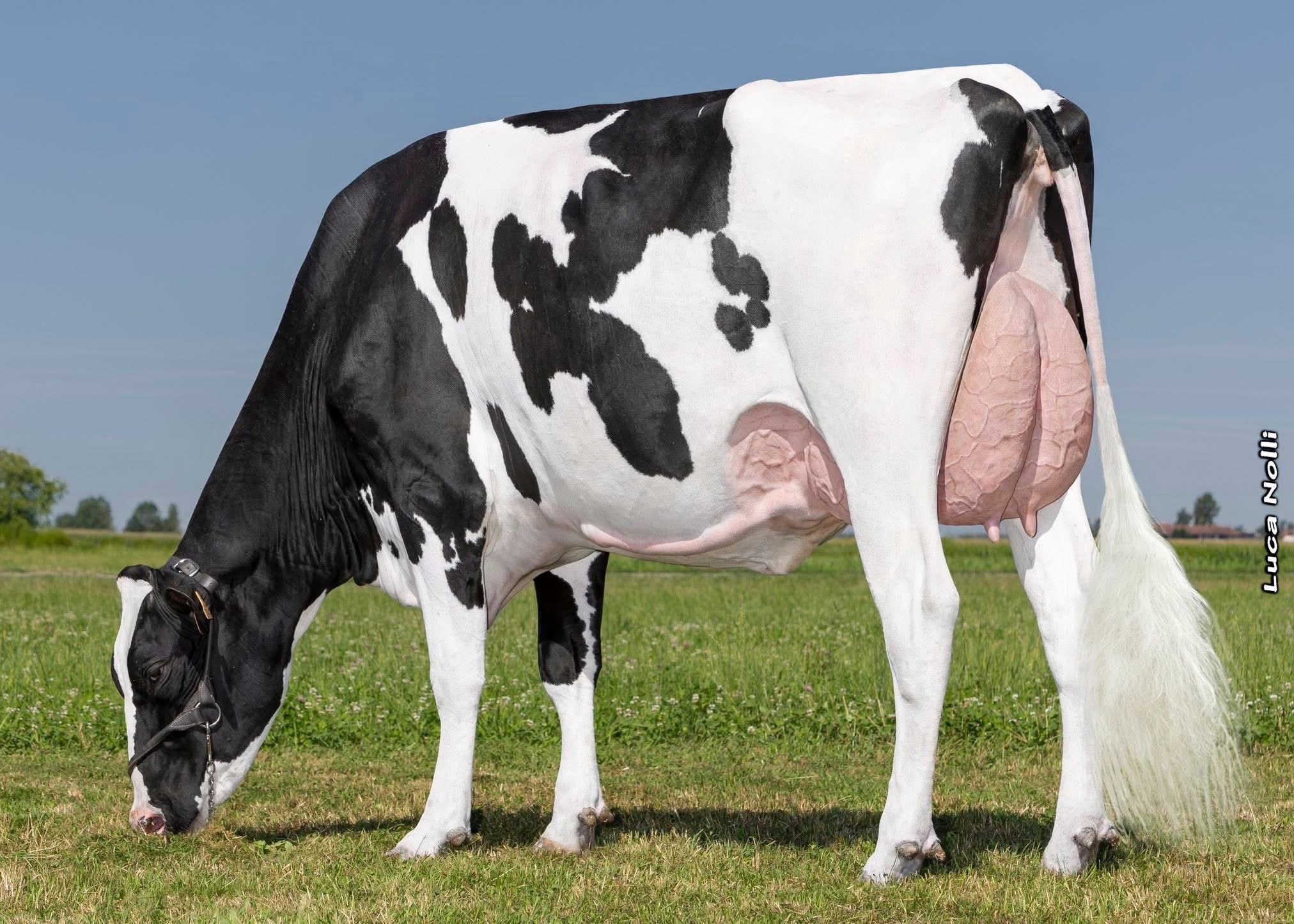 Sabbiona Parker Gloria (v. Parker), Eig.: Sabbiona Holstein, Italië