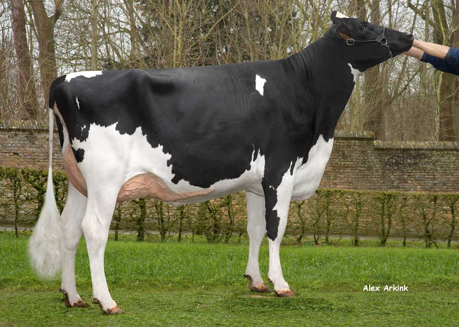 Speady vh Zomerbloemhof (s. Fair Play P) owner: Lahousse-Zomerbloemhof VOFLO, Elverdinge 