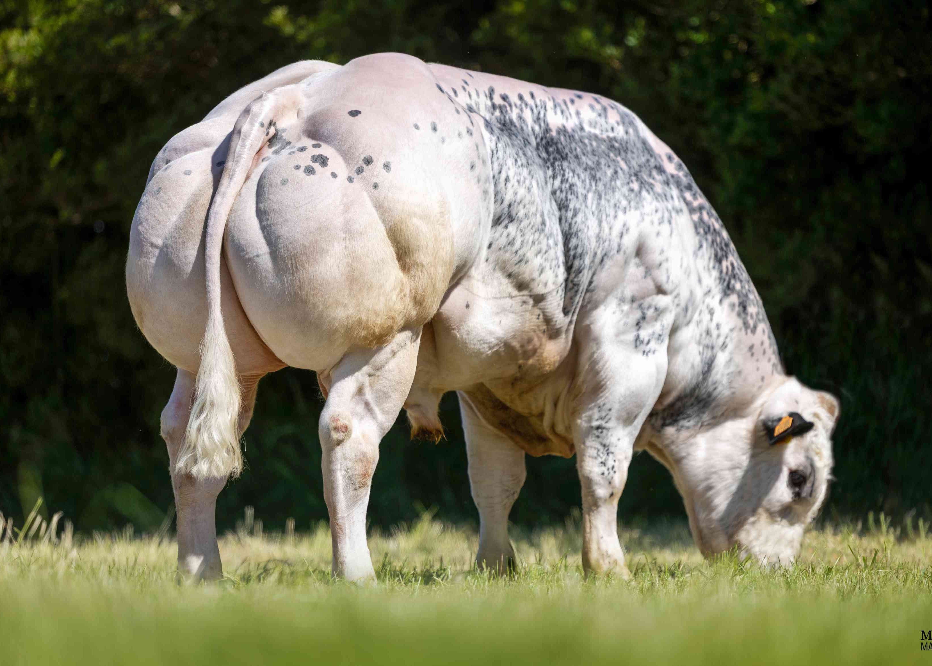 Champion du Cortil Gayot