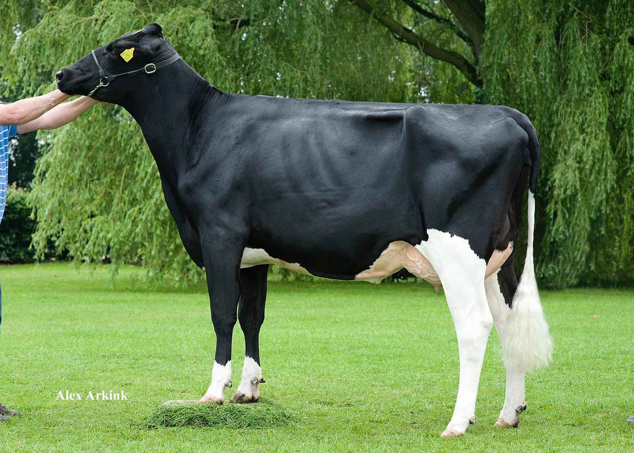 De Biesheuvel Javina 50 (3rd dam of Jigger) owner: A.C. Verploeg, Buurmalsen