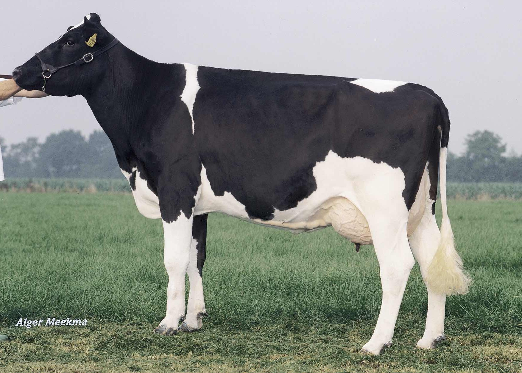 Etazon Warsa 6 (5e moeder Rovelli-Red) eig.: American Holsteins, America