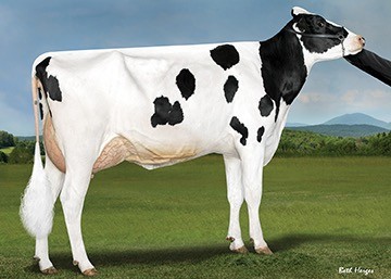 Ladys-Manor Sea Turtle VG87, MGD of Tides-Out