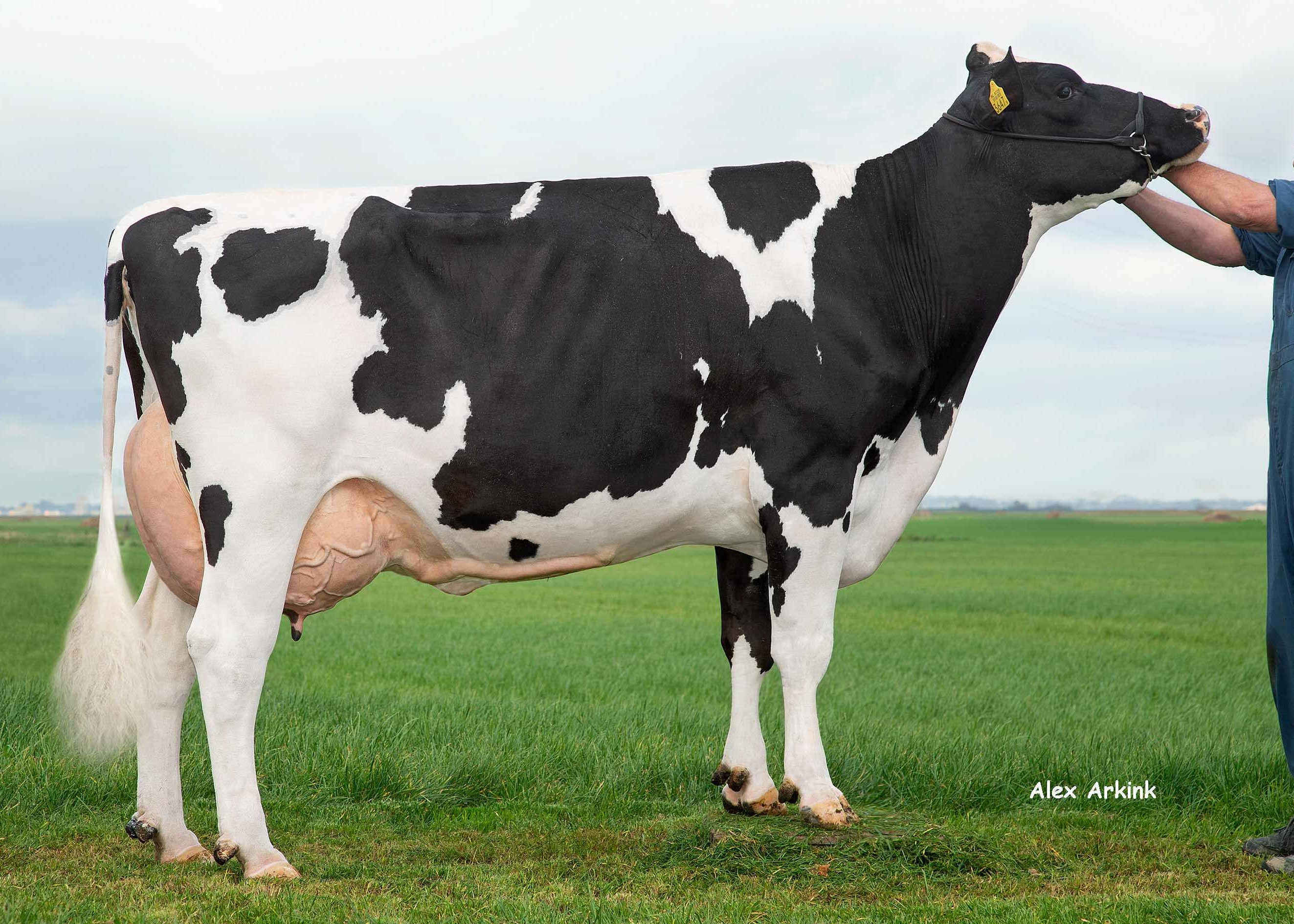 Tonny 150 (3rd calver) owner: Van der Doelen Melkvee, Nuland