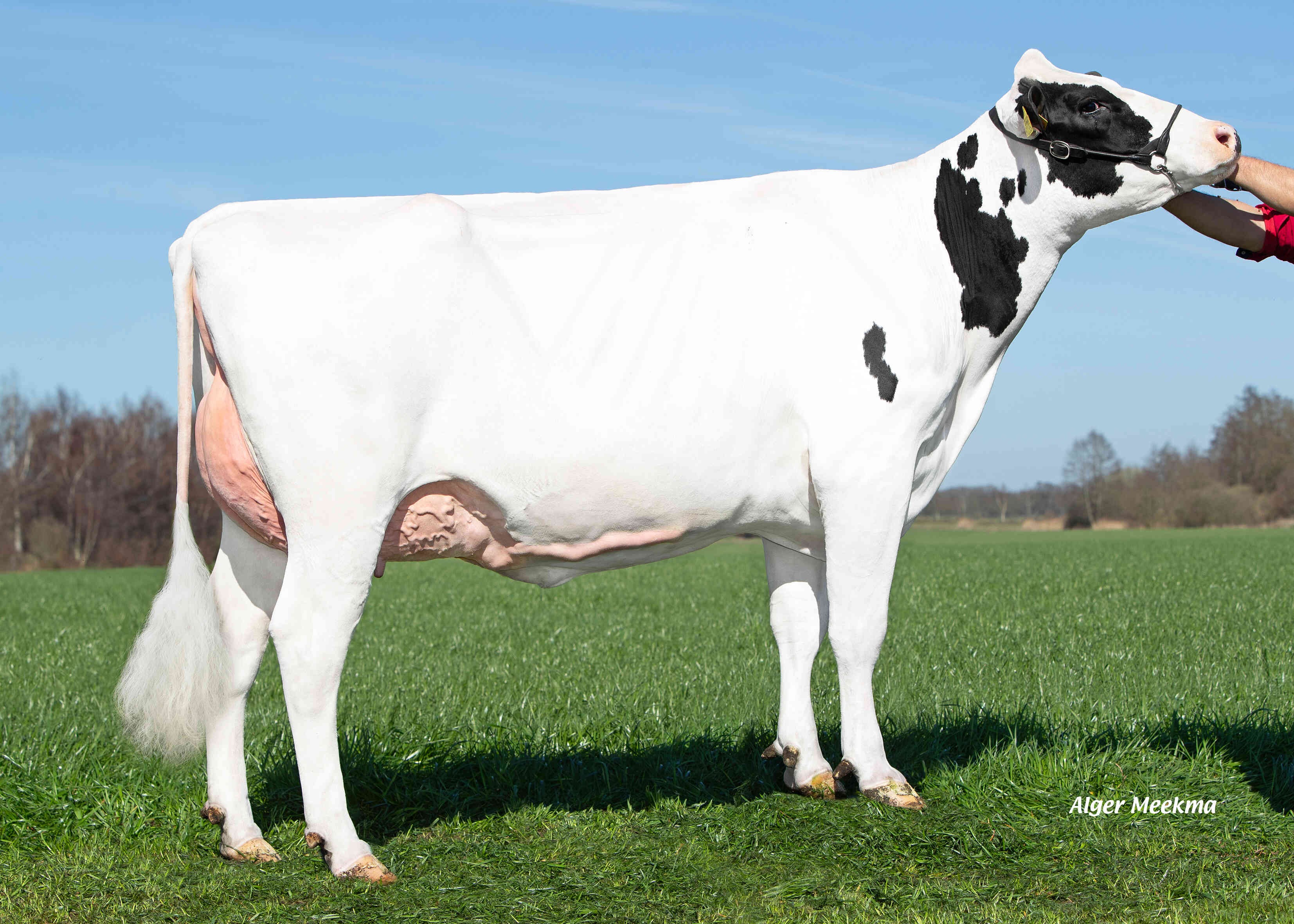 Delta Arina P  (s. Flagstone) owner: VOF Booij-Ottens, Benneveld