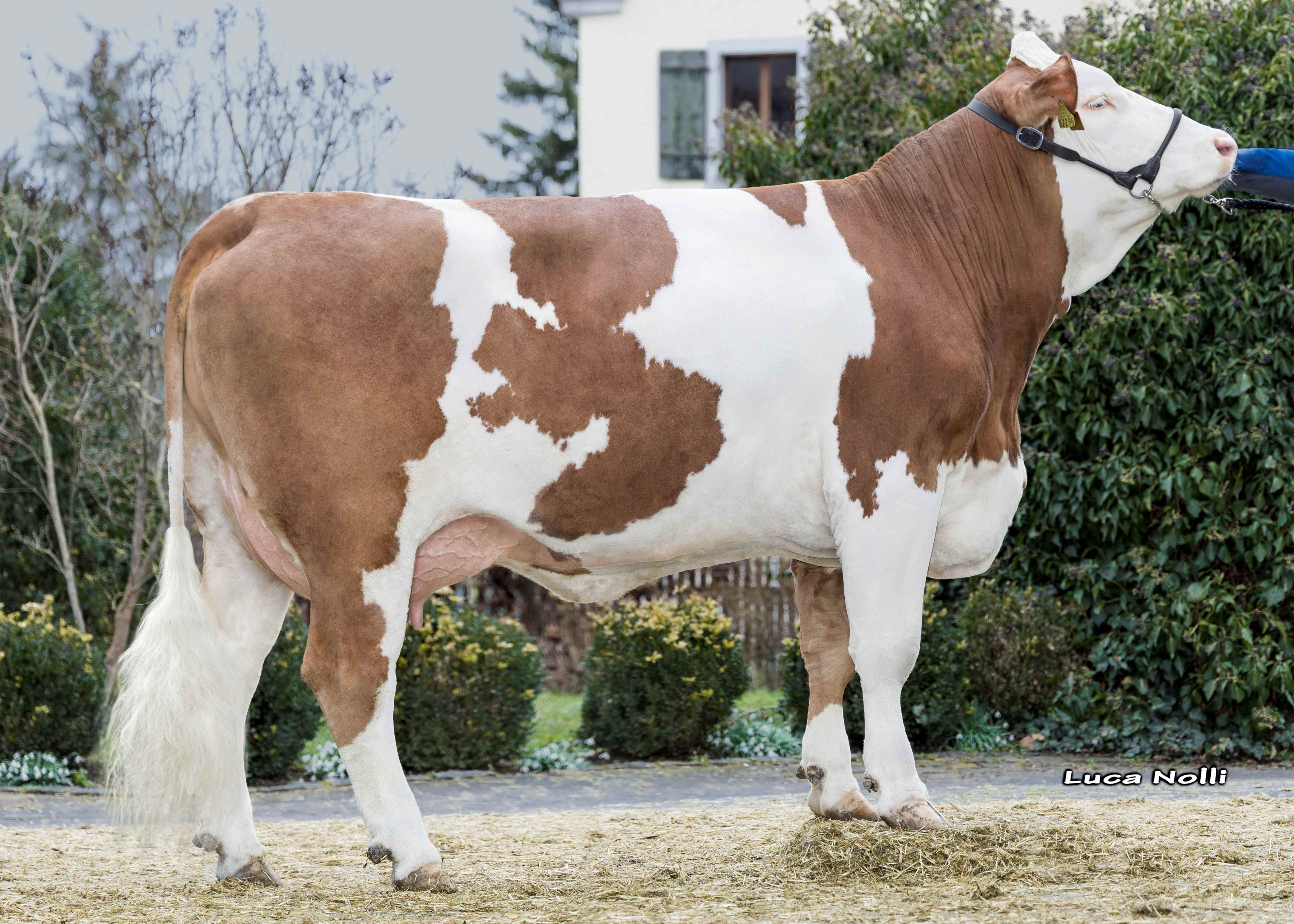 Icebaby Pp, Mother of Sakral Pp. First calf Köhnlein GbR, Westheim