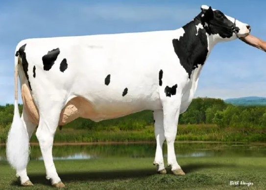 Ladys-Manor Ssh Seashell-ET VG-87 DOM, MGGD of Tune