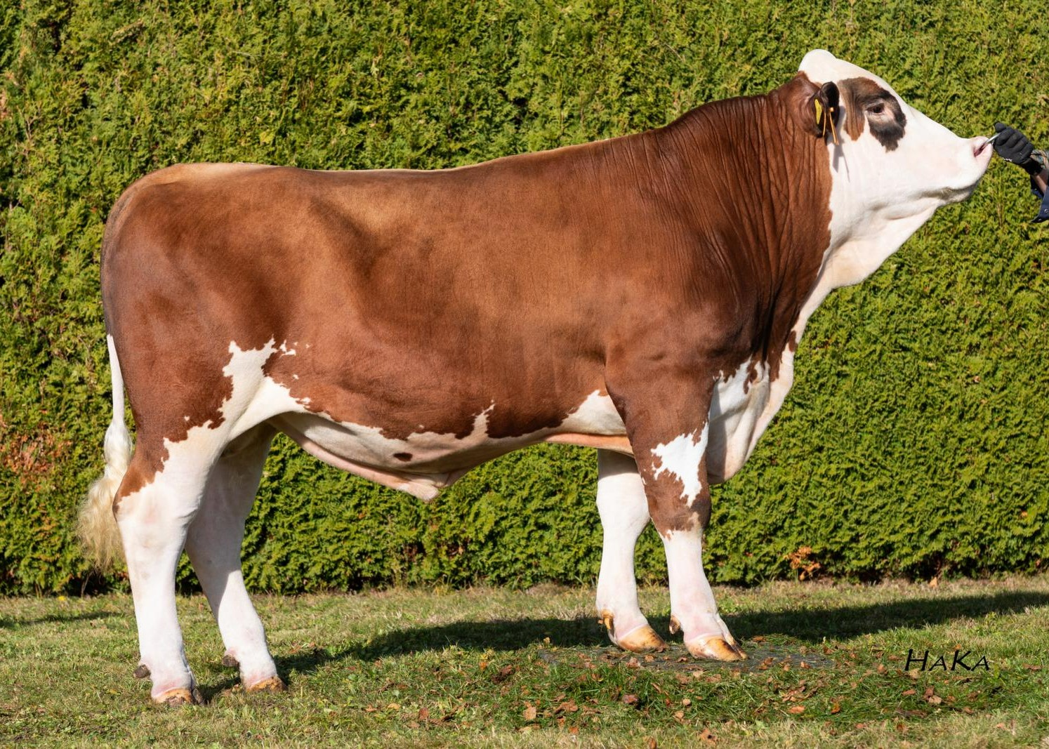 Milupa PP, breeder: Hilger GbR, Babensham
