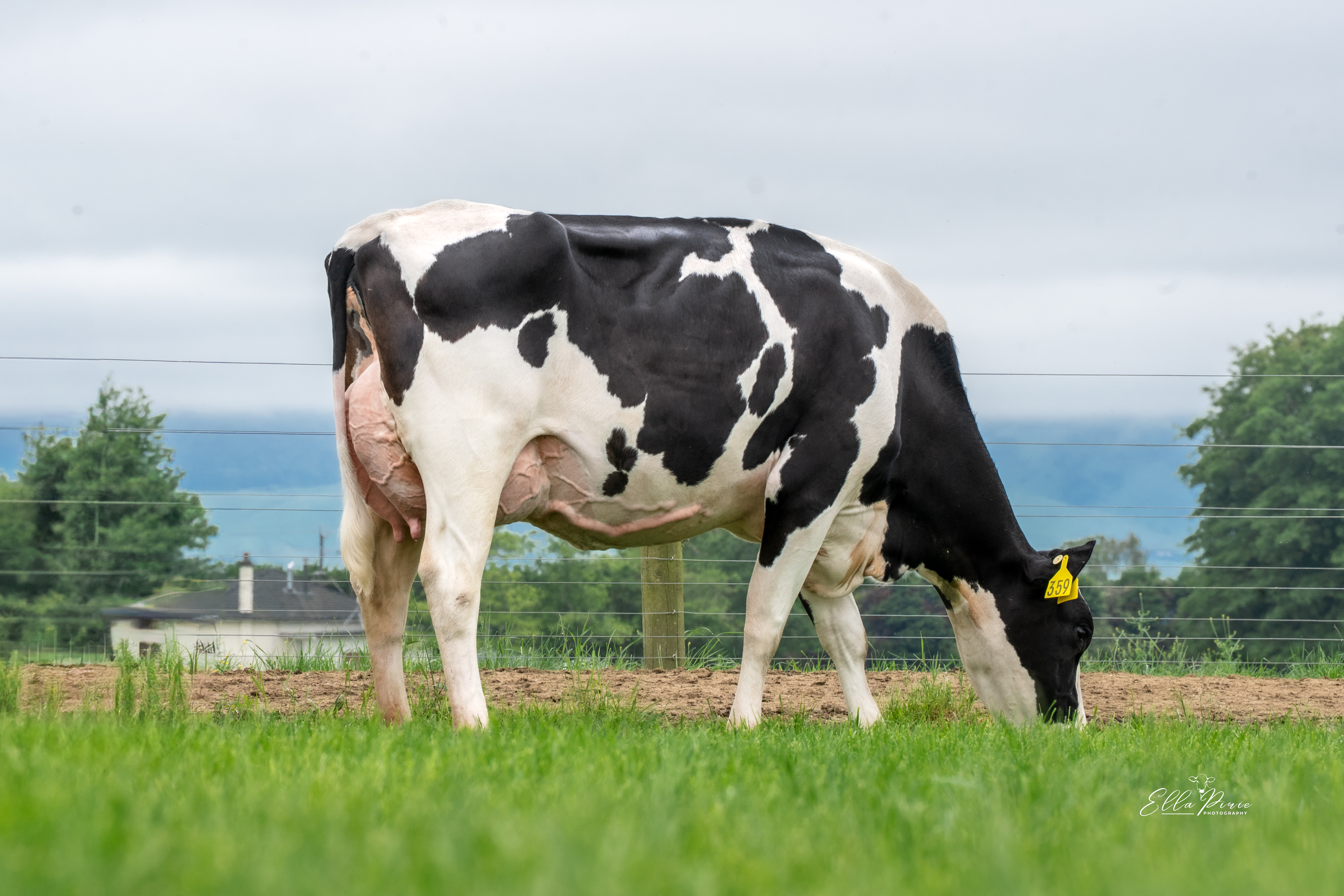 Daughter 359 H and L Rural Limited, Matamata