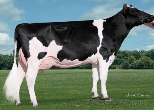 Quality Tango Paris VG-86, MGGD of Orono