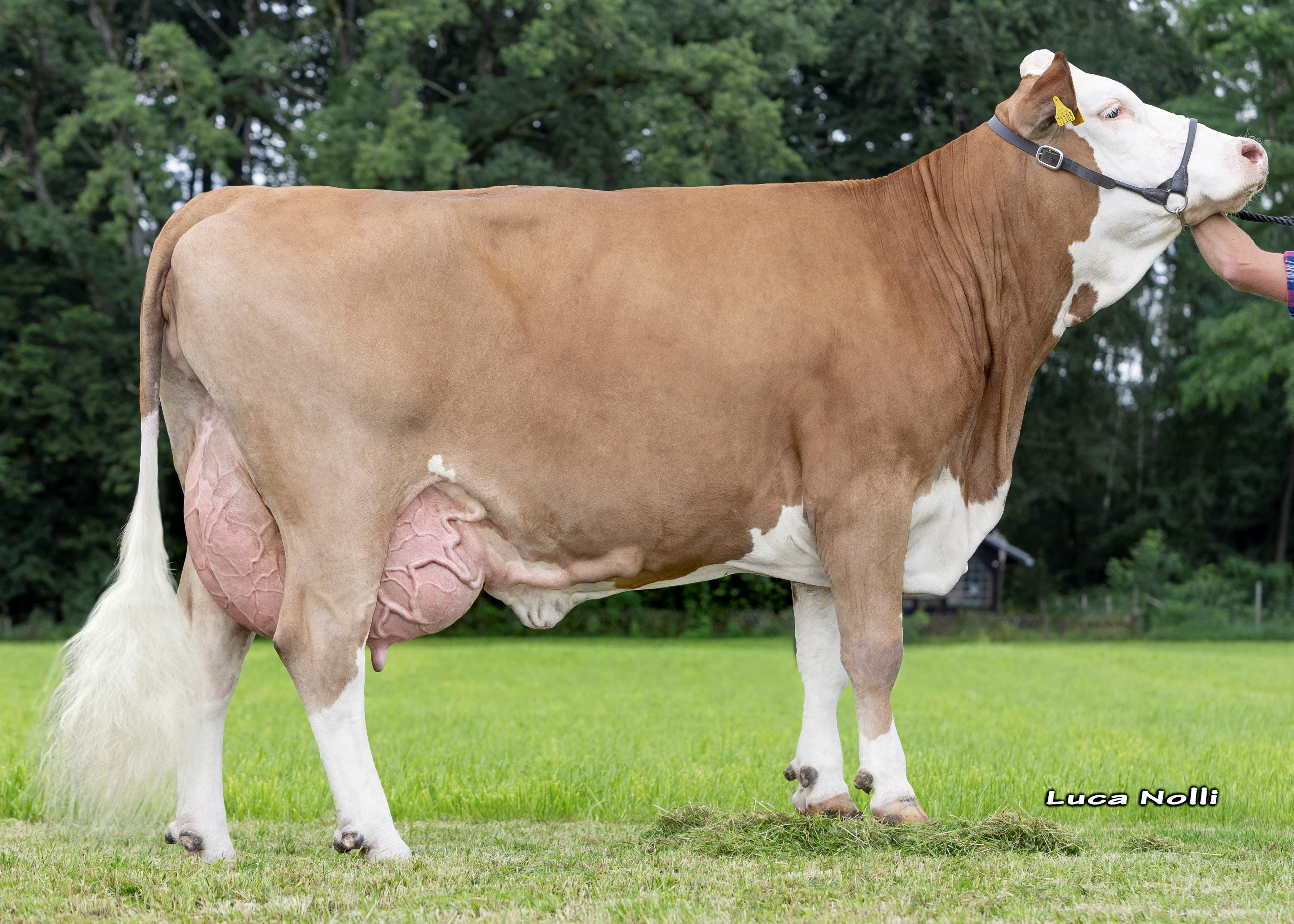 Hermine, dam of Himola. 3rd calf Wieser GbR, Frauenneuharting