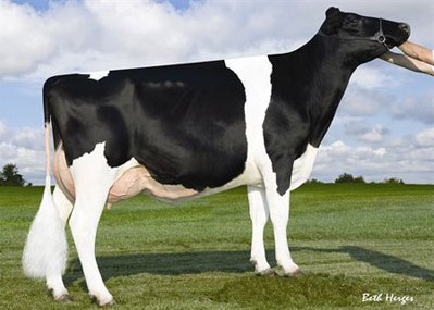 Holbric-Ml Planet Diva-ET VG-87 DOM, 5th Dam of Mainline