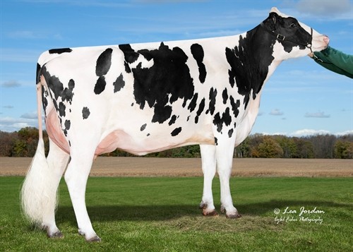 La-Ca-De-Le Crimson Mona-ET VG-85, MGD of Maxium