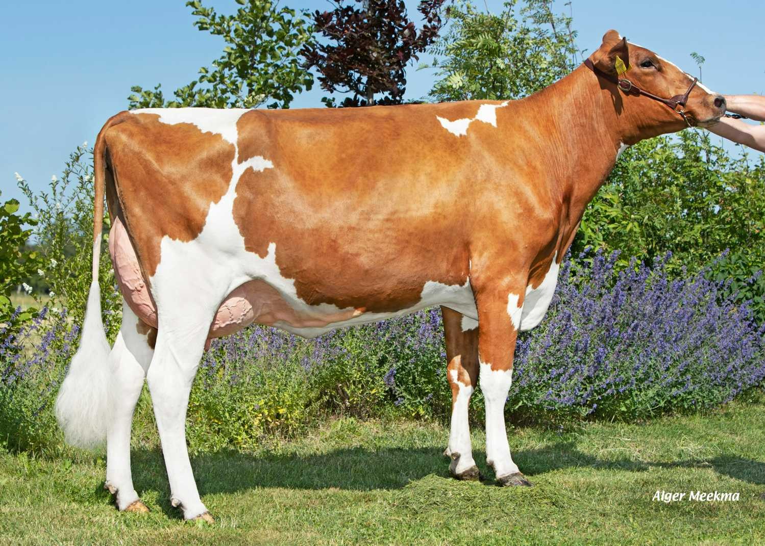 WEH S Gabana P (s. Solitair P), grootmoeder of Albatros P RF