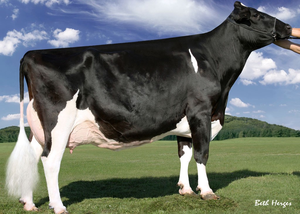 Regancrest-Pr Barbie EX-92 GMD DOM, 10th Dam of Beethoven