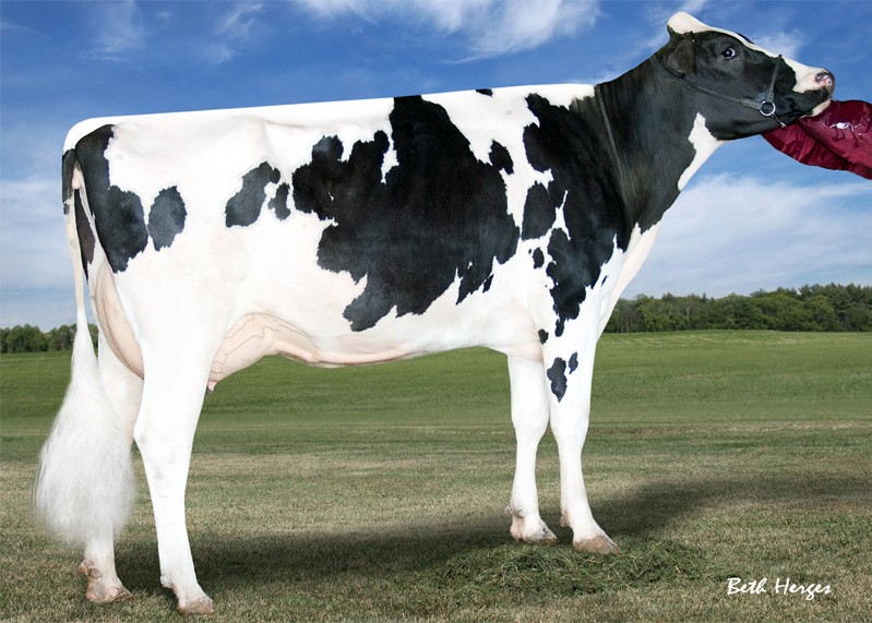Applouis Jet Stream Alda-ET VG-85 DOM, 6th Dam of Mr Xin