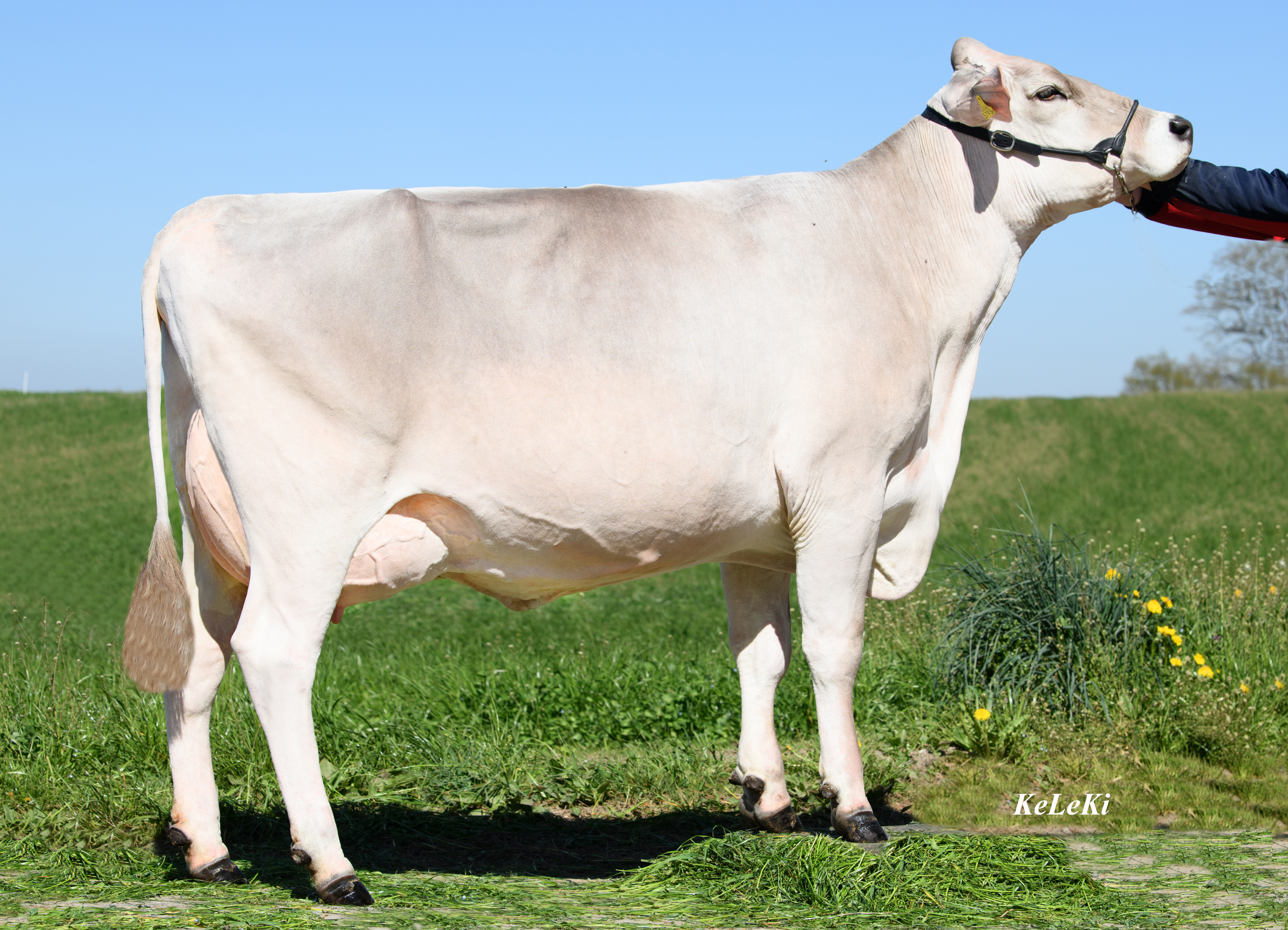 Jewina (v Arif) 1ste lactatie. Eig: Wilhofs