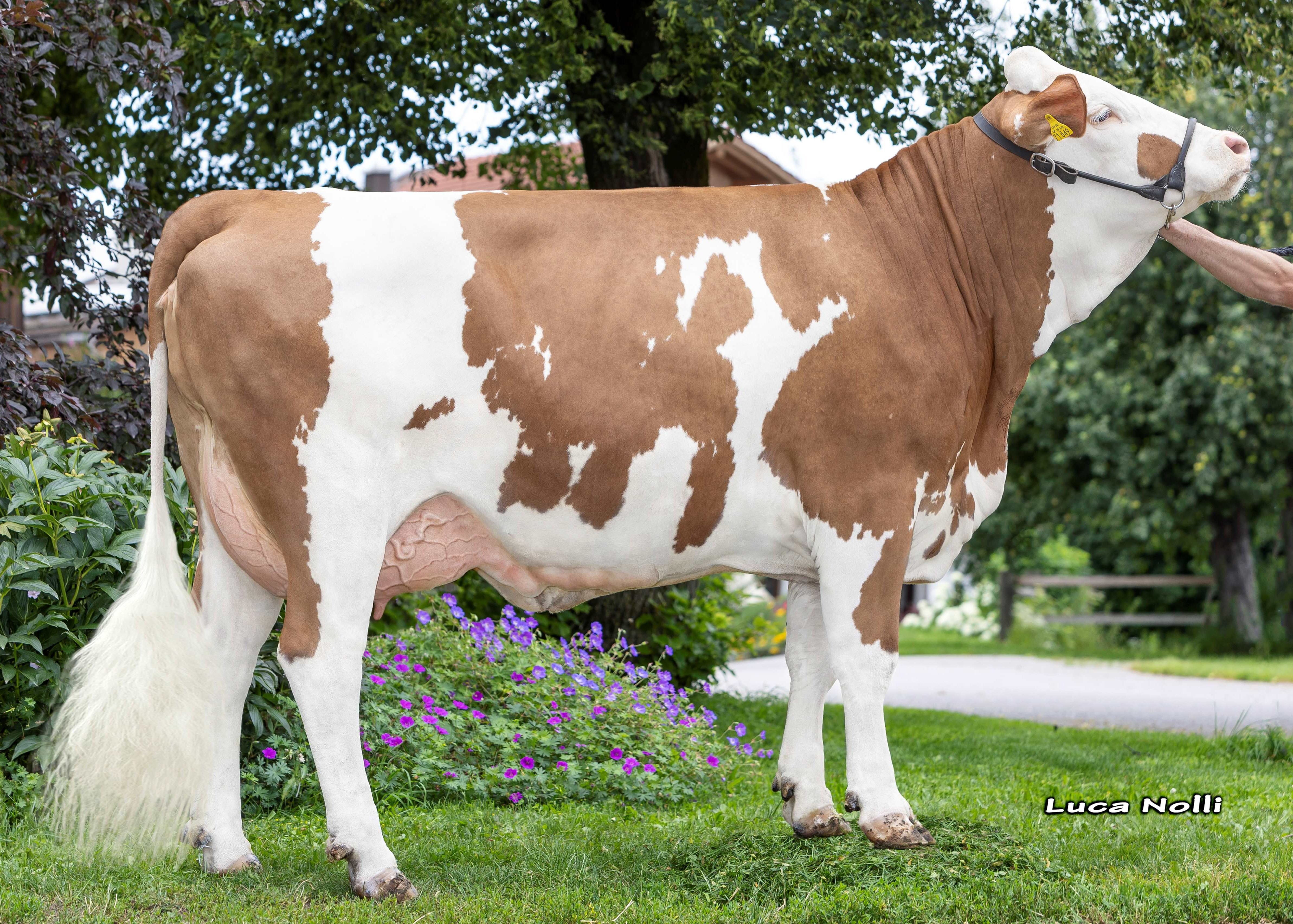 Joberry, 1st calf, Josef und Rosa Huber, Bruckmühl