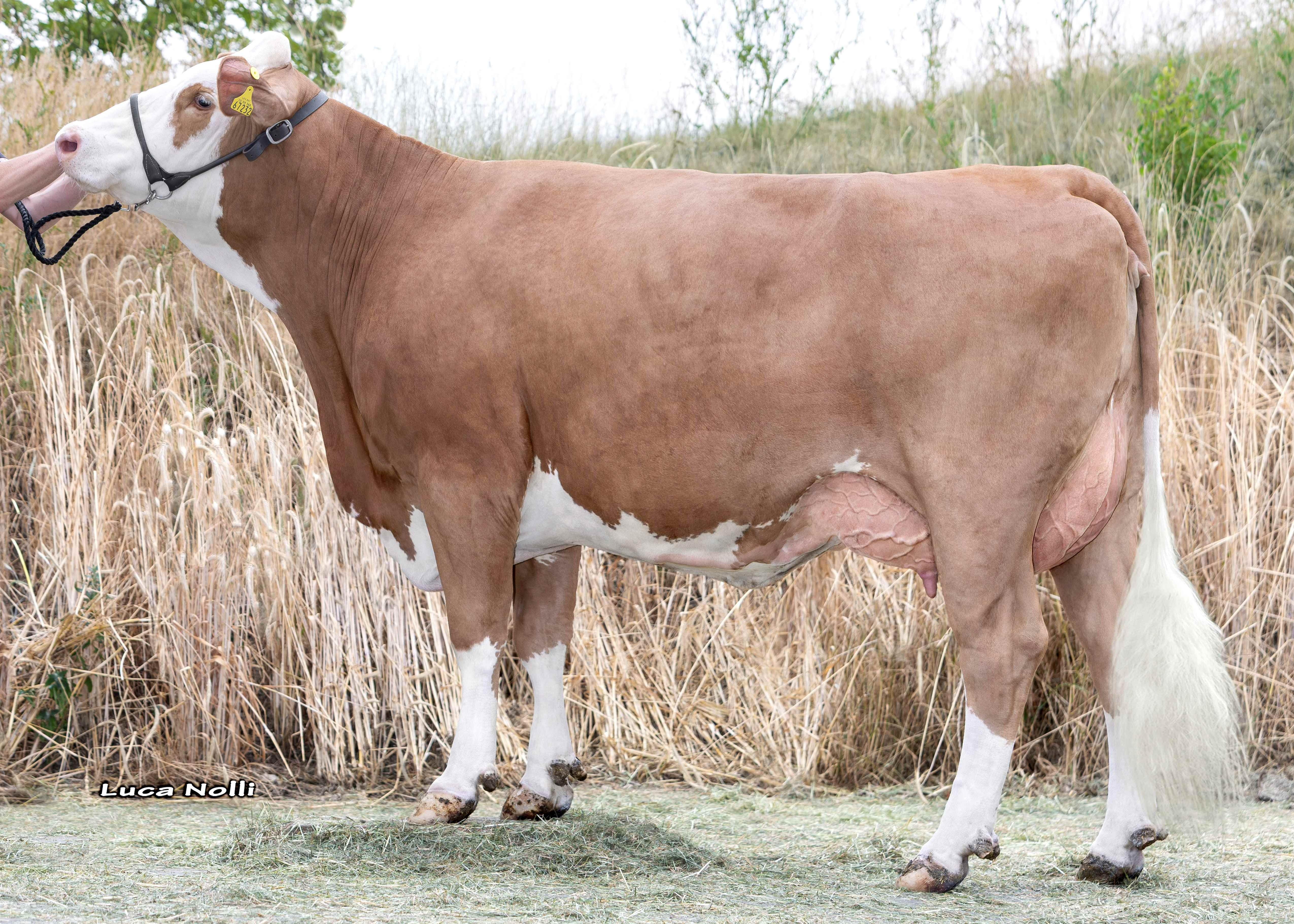1349, Dam of Helong, 1st calf Schürer-Hammon GbR, Oettingen