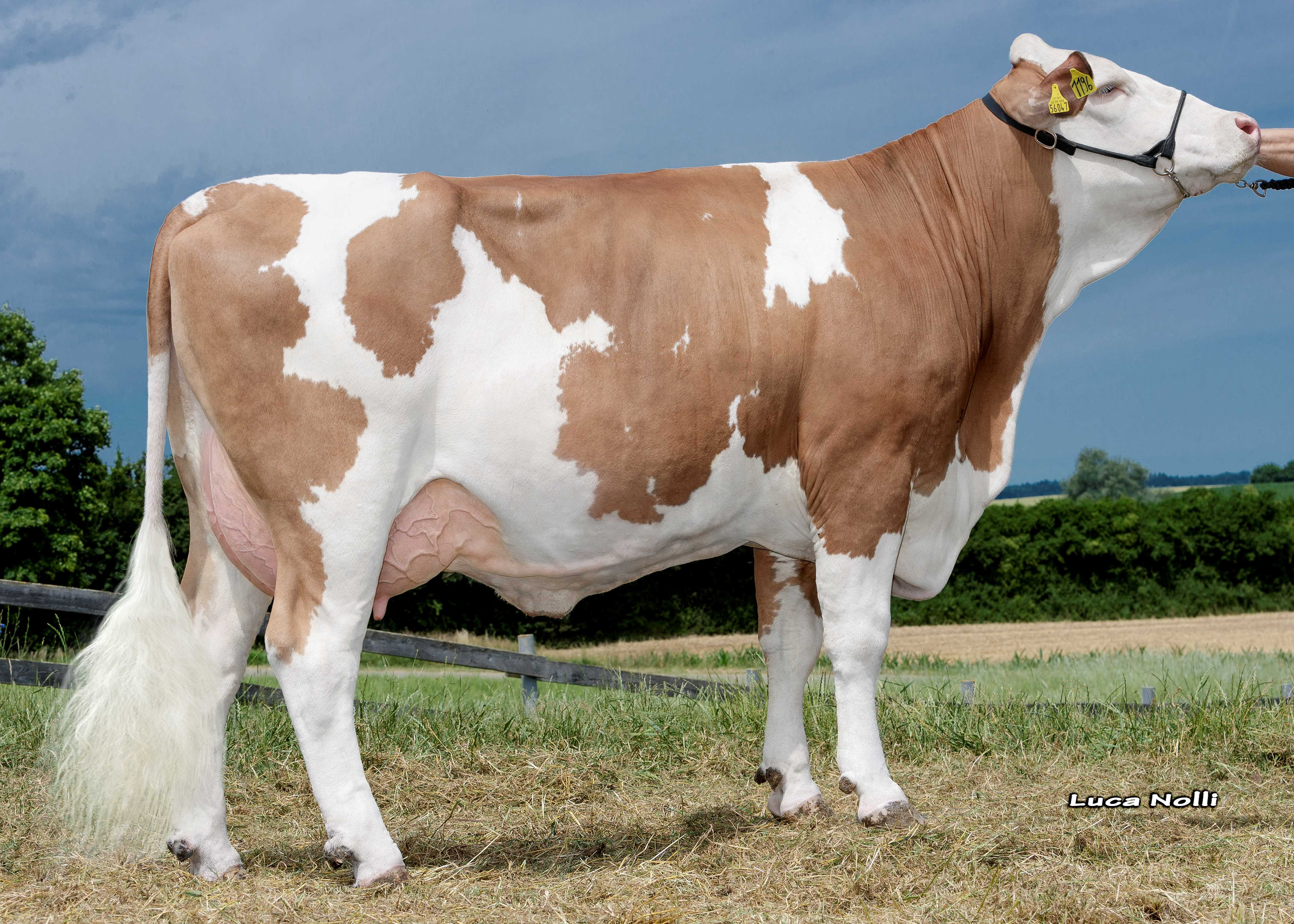 Gloppa, Granddam of Heimspiel Pp, 1st calf Schürer-Hammon GbR, Oettingen