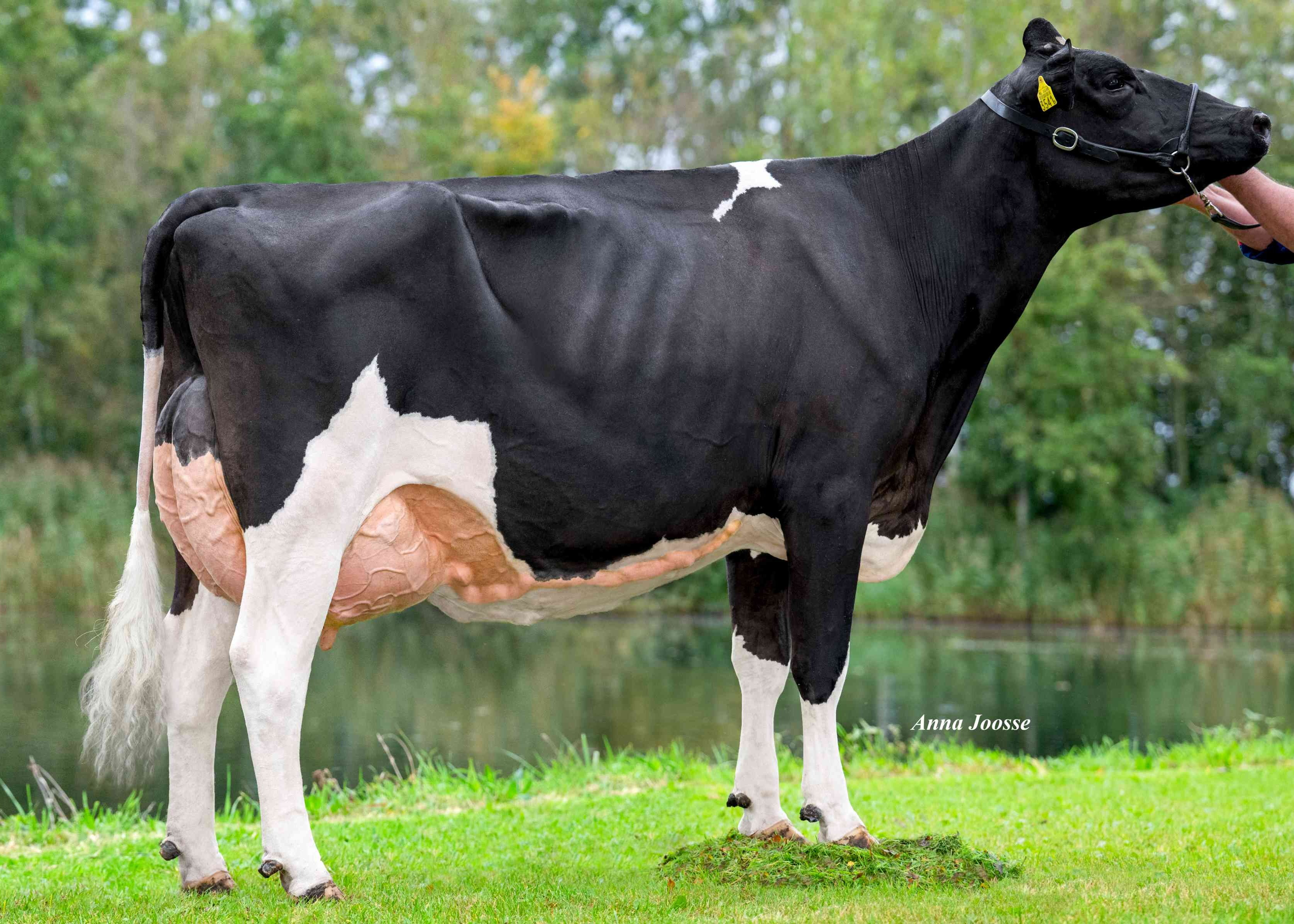 Martha 3541 (v: Imperial, 2e kalfs) eig.: Melkveehouderij Plender, Kamperveen
