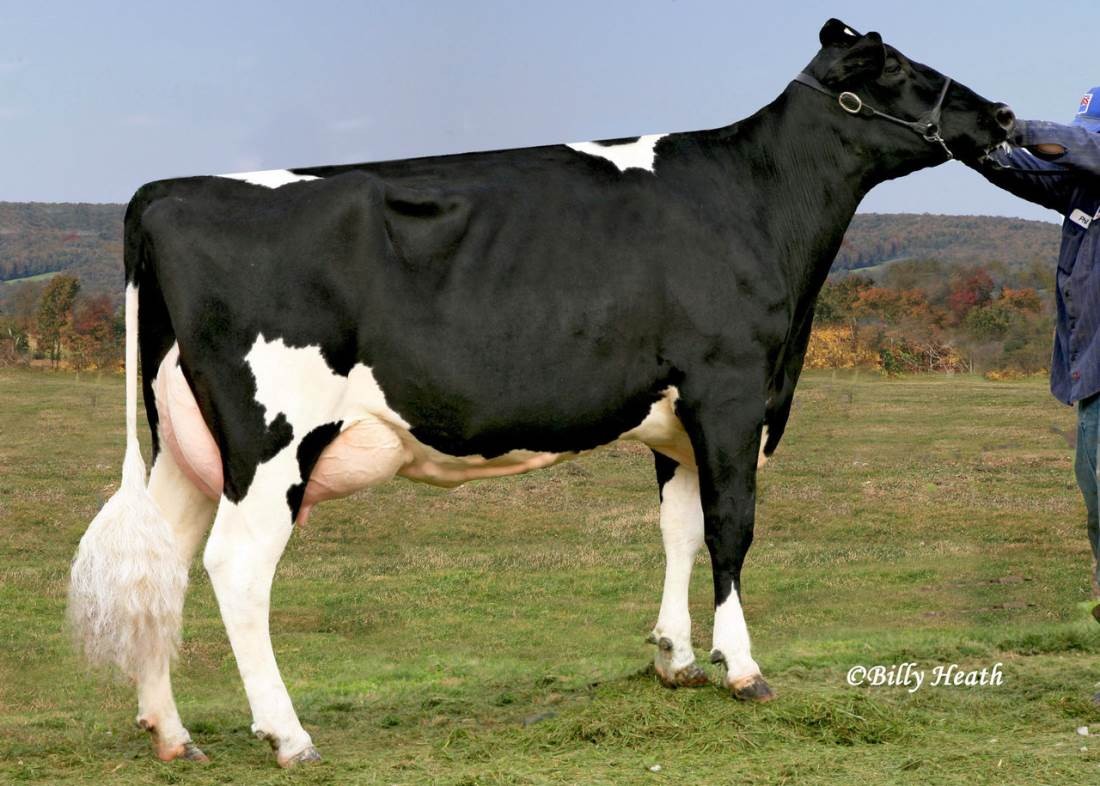 Cookiecutter Gld Holler-ET VG-88 DOM, 6th Dam of Howzer