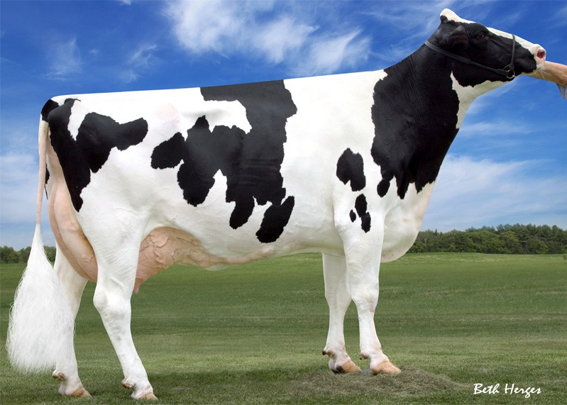 Morningview St Liberty-ET EX-93 GMD DOM, 6th Dam of Lamont-P