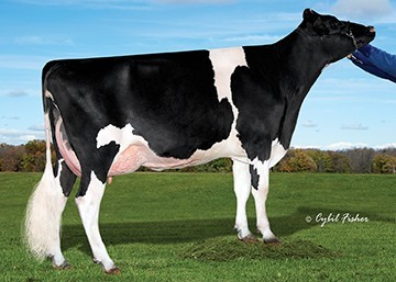 Cookiecutter Jacey Hacey-ET VG-87 GMD DOM, 4th Dam of New Havana-P