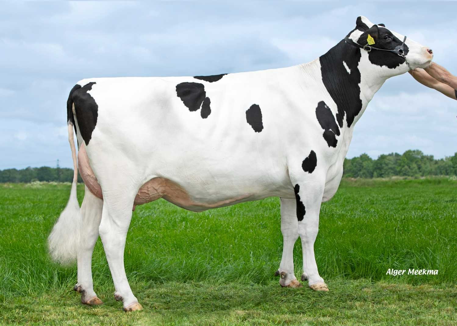 Delta Janfrid P (s. Solitair), dam of Fomo PP