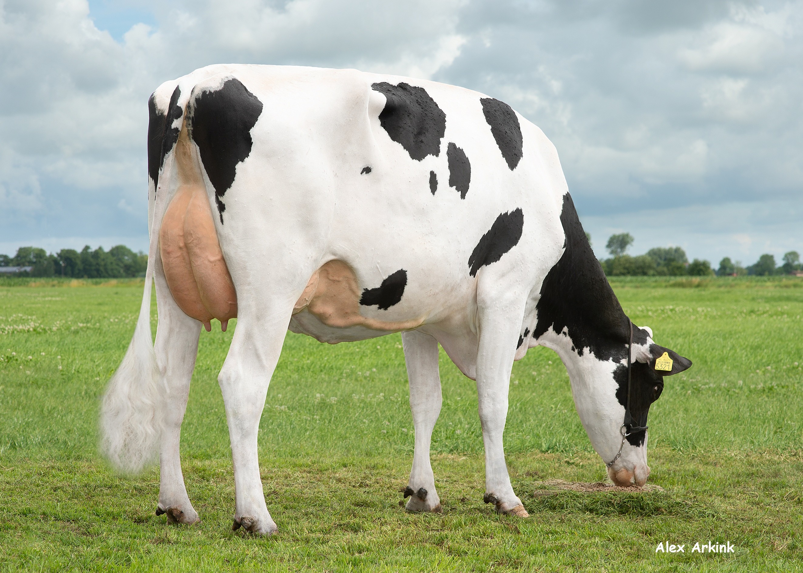 Delta Tsjerkje, Dam of Steady P