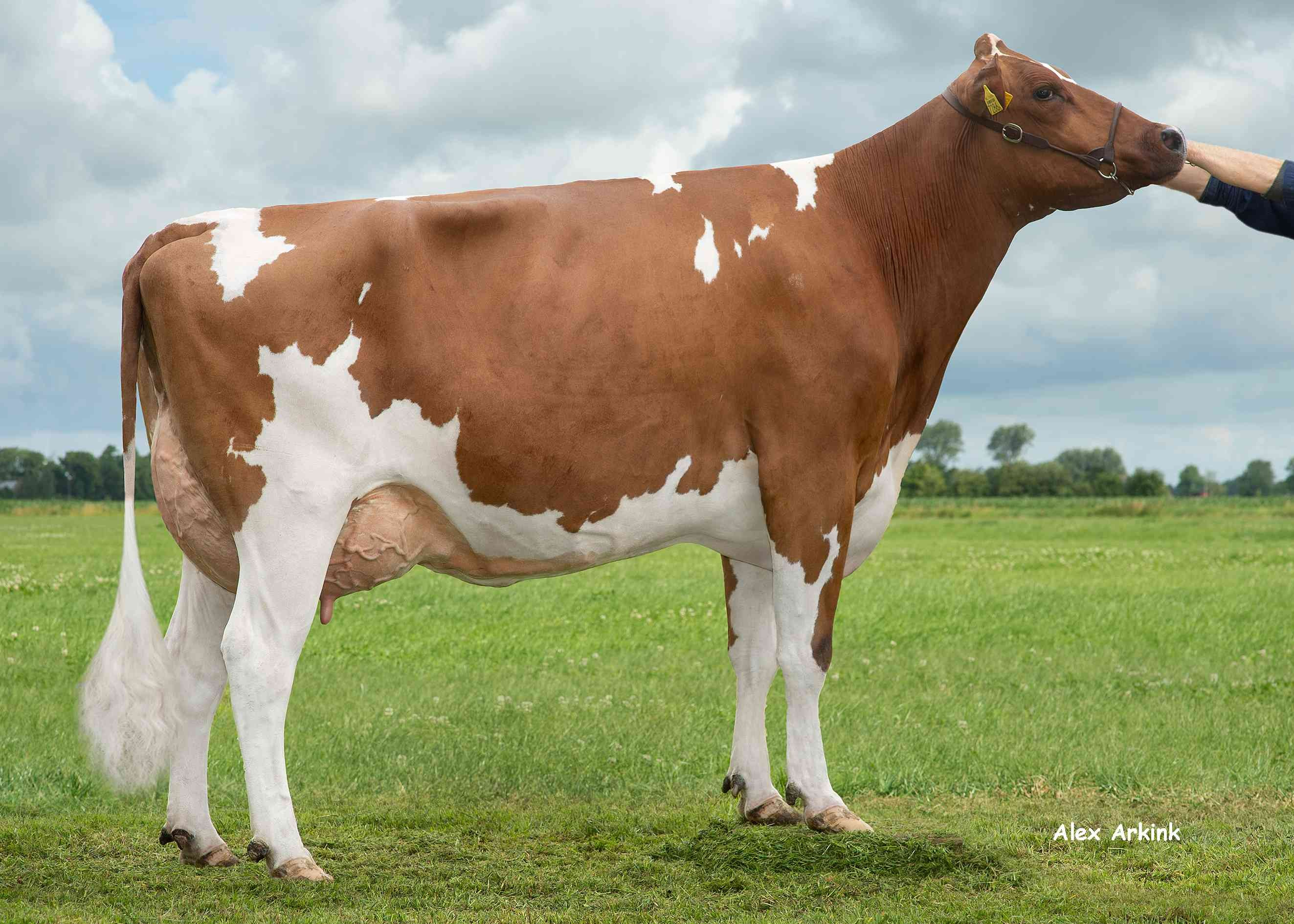 Delta Gepke Red (grootmoeder High Tide PP) eig.: Mts van Middelaar, Sterksel