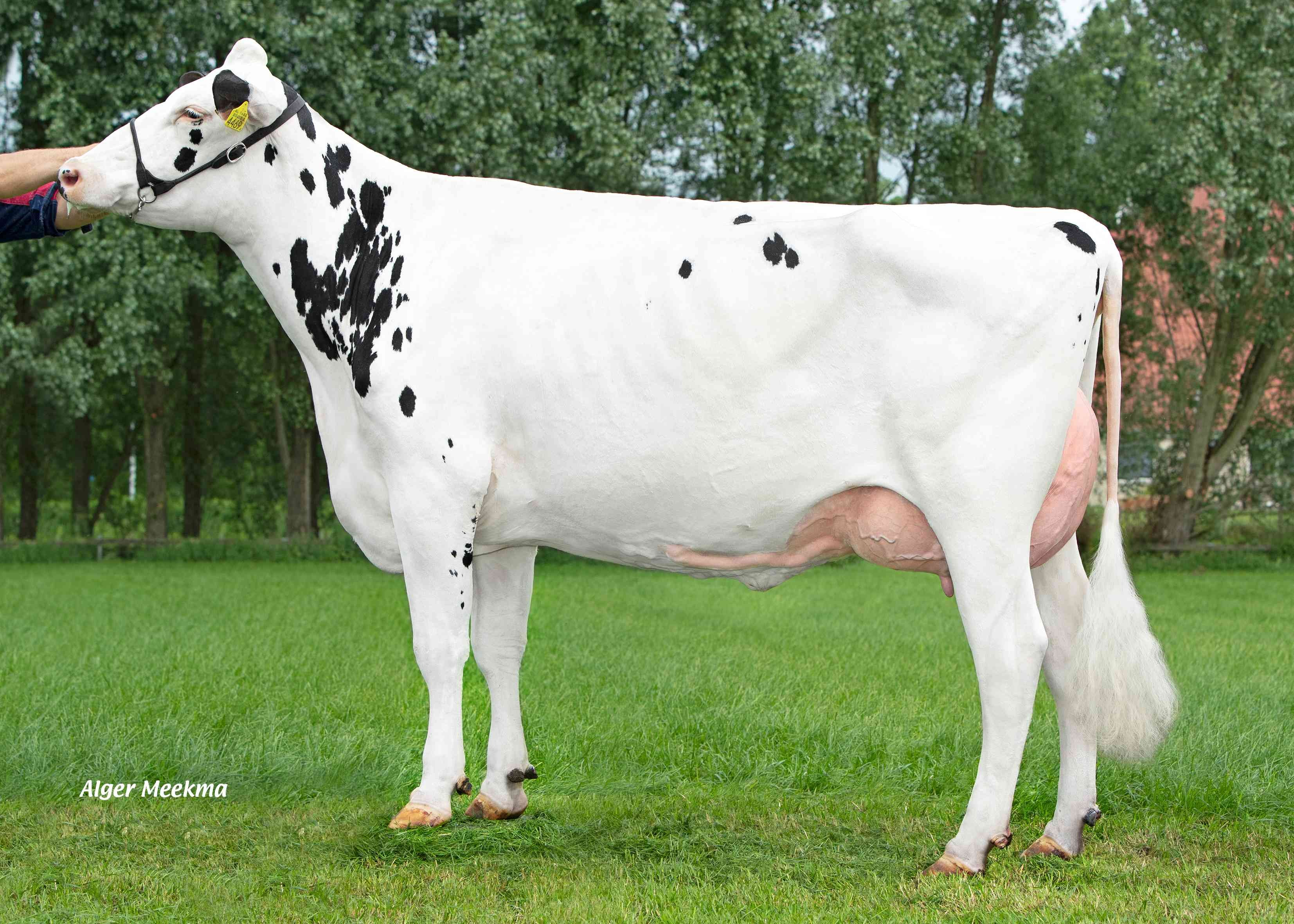 Delta Jannie (dam of Paraglide) owner: Melkveebedrijf van Berkum, Elahuizen