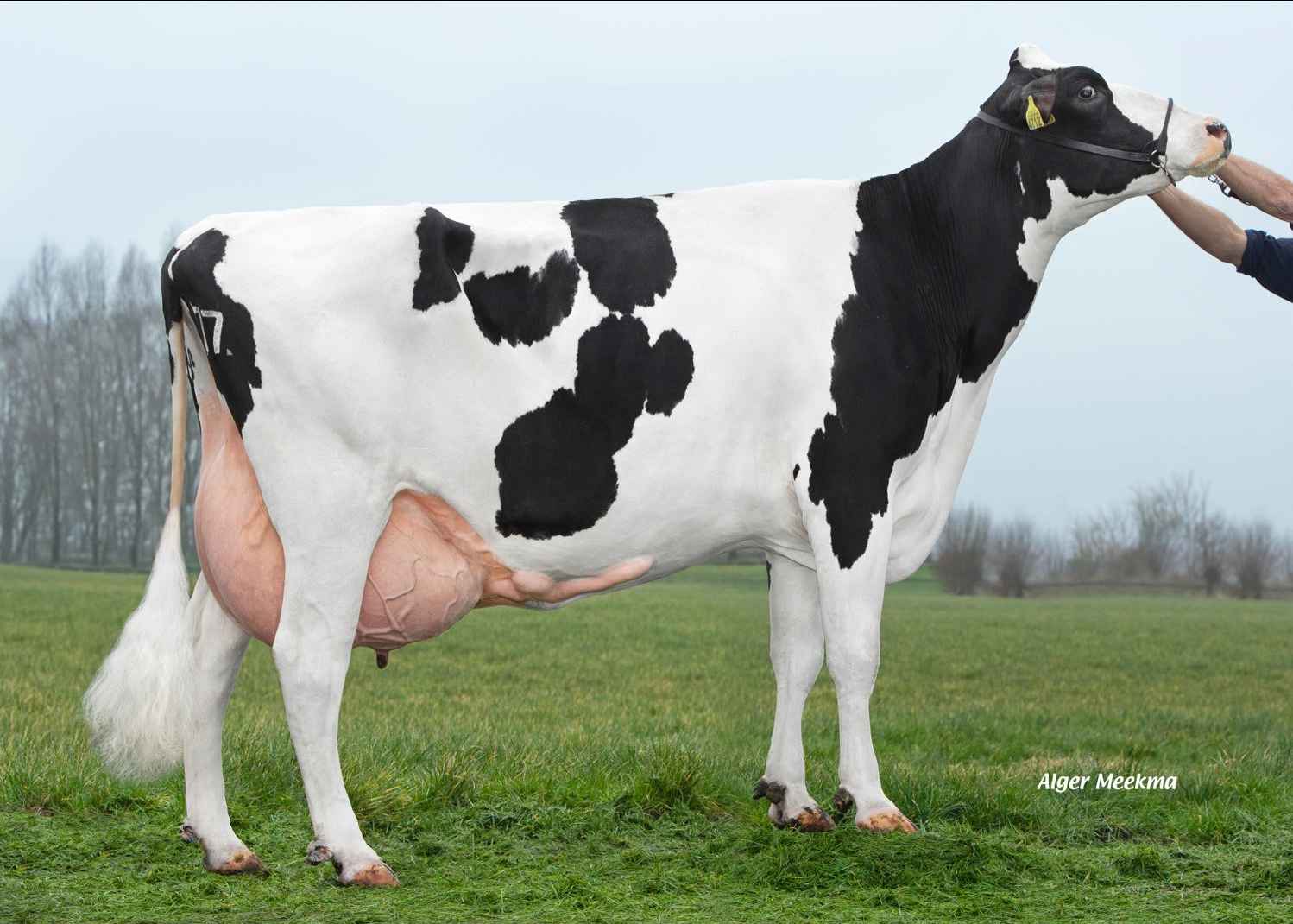 Elagaaster W Grietje 108 (6th lactation, 83,000 kg M) owner: Dairy farm Van Berkum, Elahuizen