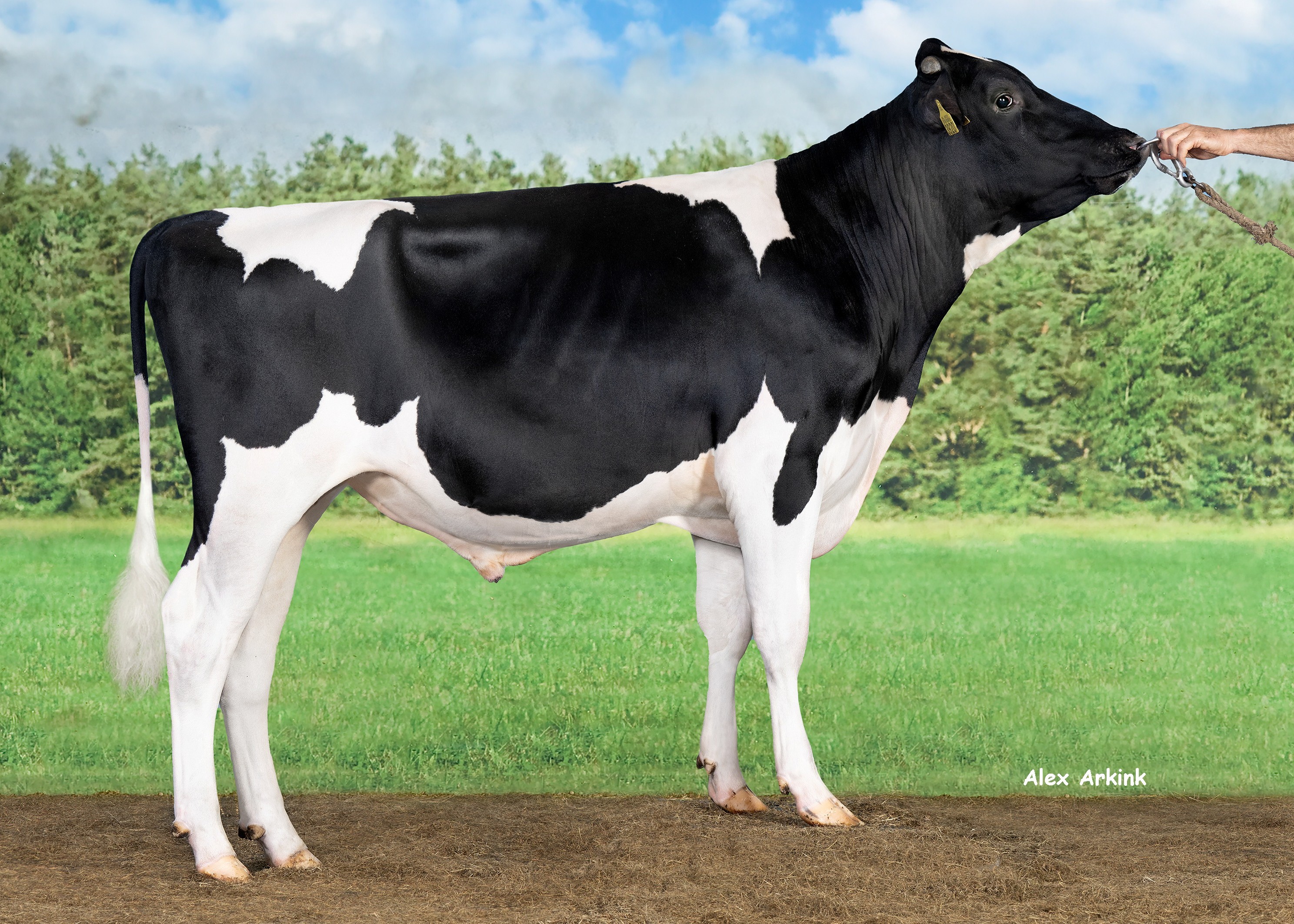 Double W Rickylove P