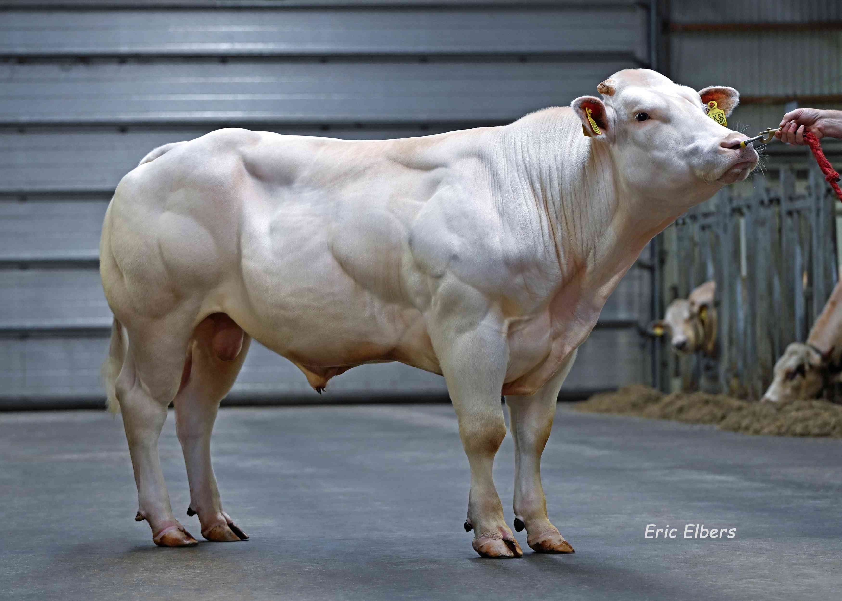 BBG Elk 82 de Boulogne