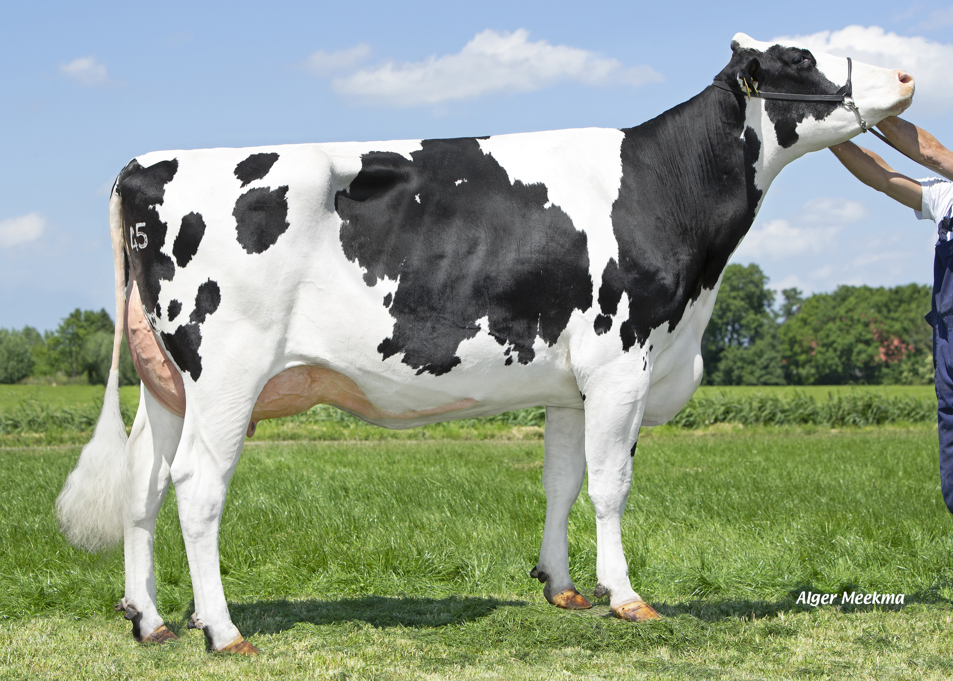 Gastelsveer Delta Pien  on dairy Farm van Berkum - Dam of Perfect