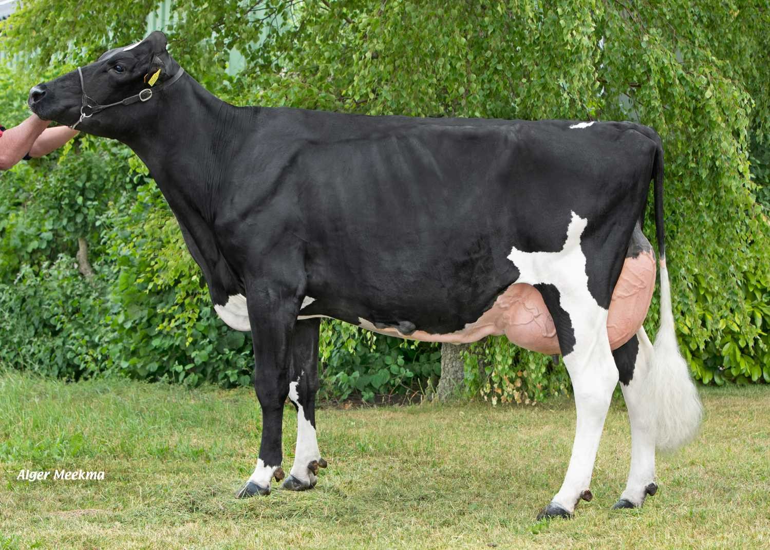 Sharp Hill Janna 102 (s. Eloy), dam of Unique RF. Owner: Mts. LFJM & CJA Hereijgers-Gommeren, IJzendijke