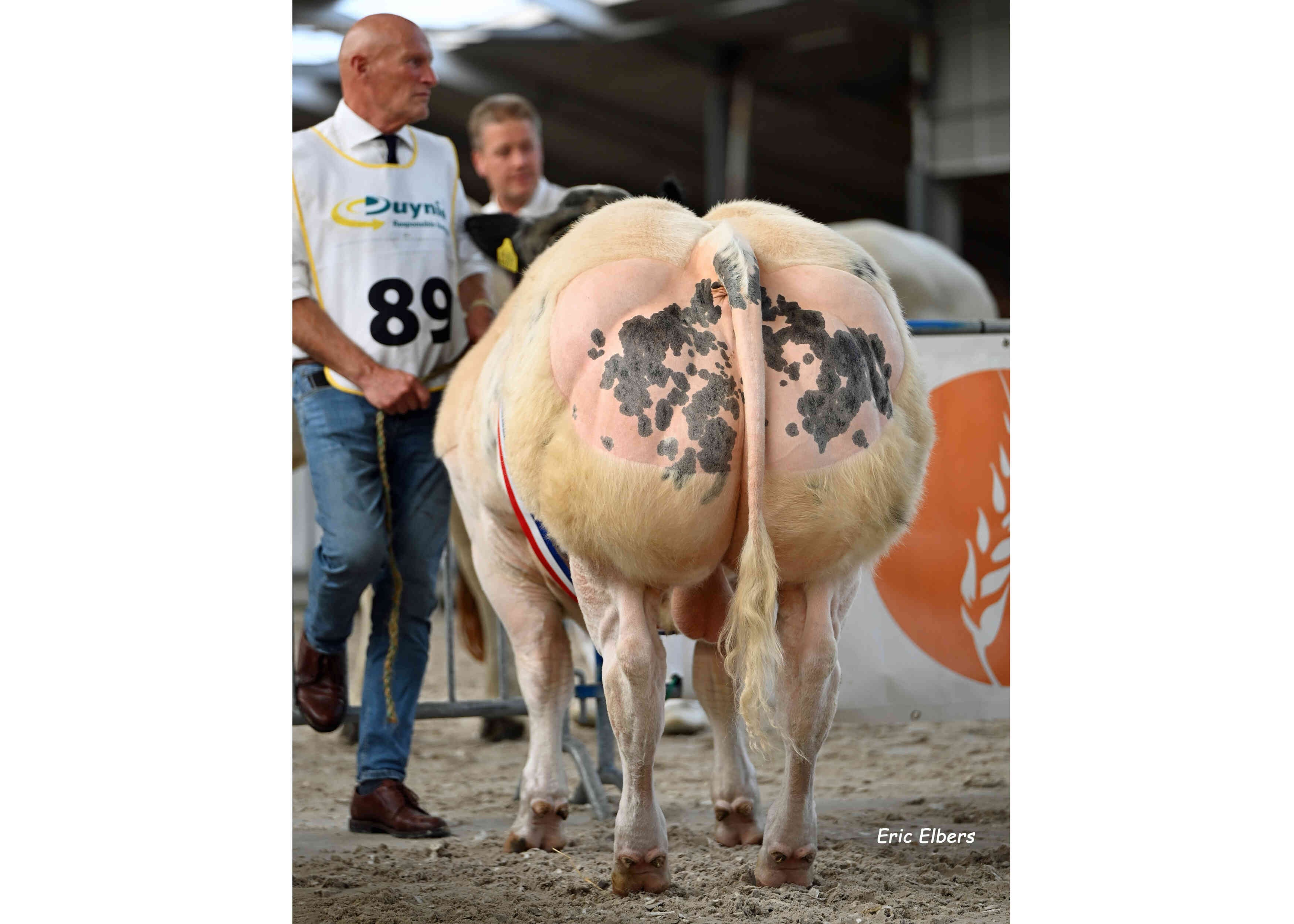 Dolphin vd Grote Voort, kampioen NVM 2025