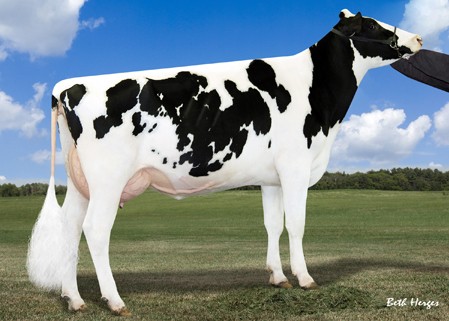 Harvue Planet Evie-ET VG-87 GMD DOM, 5th Dam of Zaz