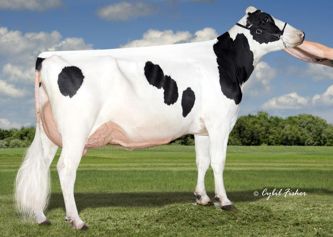Kings-Ransom M Delicious VG85, 3rd dam of Dr Dre