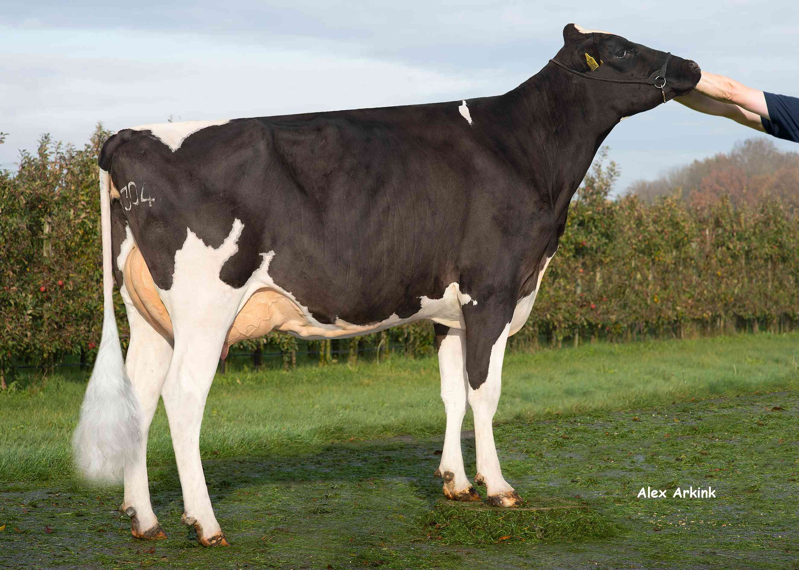 Het Meer Chanelle 3 (v: Paddock PP) eig.: Melkveebedrijf Giesen, Angeren