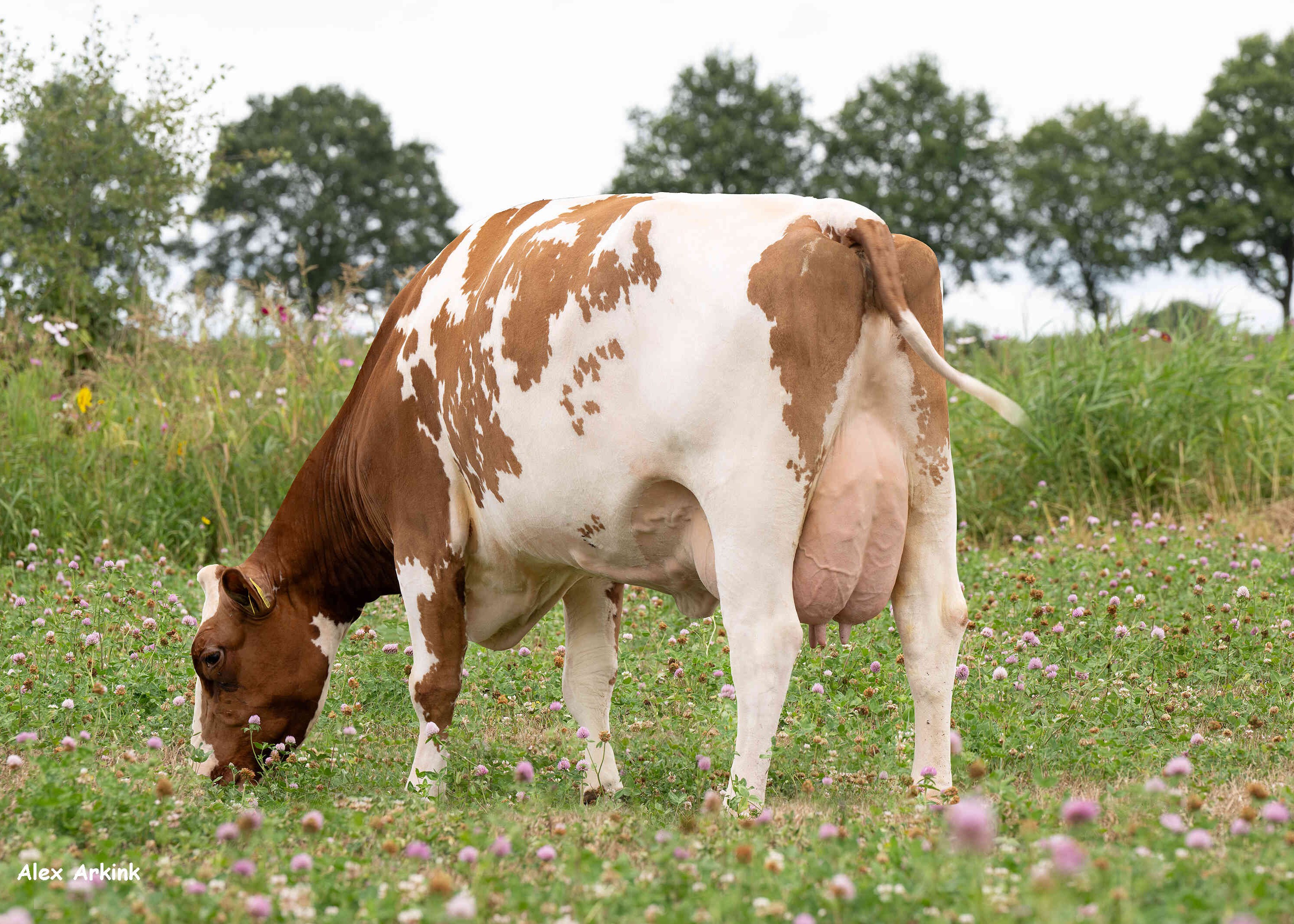 Dikkie 221  (v: Storm, 2e kalfs)  eig.: Mts H.J. & A.J. ten Damme, Winterswijk-Meddo