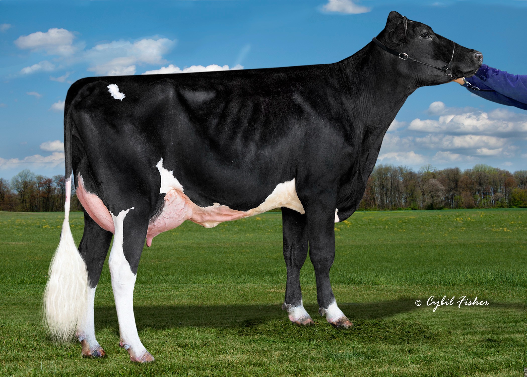 Peak Zoey-ET, Dam of Zamboni