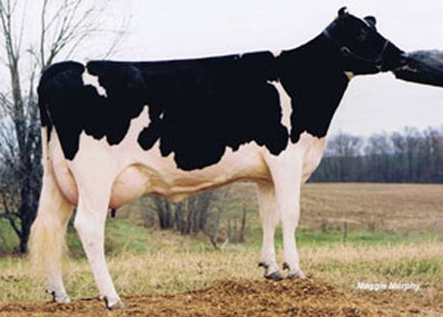 Welcome Aaron Penel VG-87 DOM, 8th Dam of Jingren