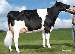 Regancrest Ts Benshae-ET VG-87, 8th Dam of Benson