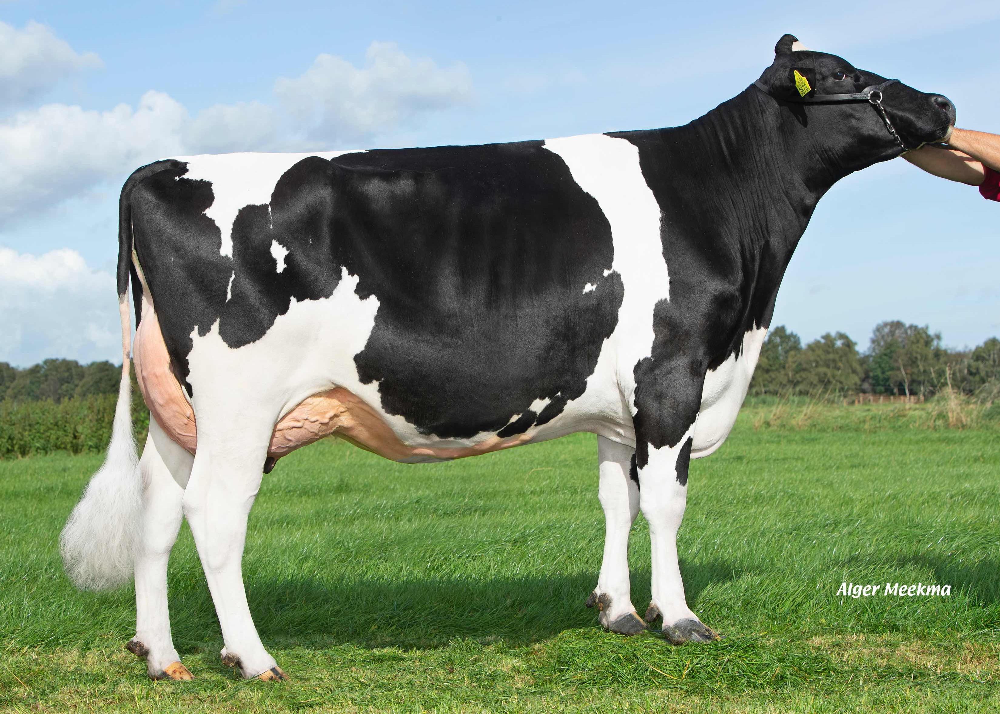 WD Holsteins Delta Laracroft  (halfzus moeder Oneliner) eig.: K.A.F.M. & L.P.J. Nooijen-Maas, Coevorden